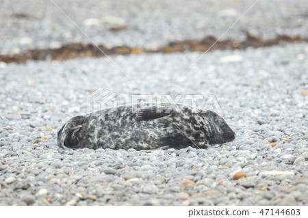 A grey seal lies on the beach on Helgoland 47144603