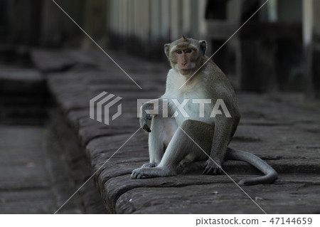 Long-tailed macaque sits on wall facing camera 47144659