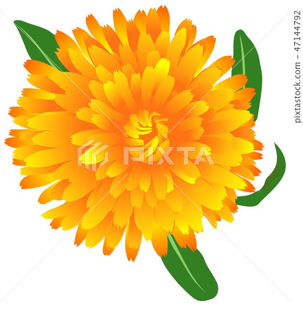 Marigold Flower Marigold Flower 47144792