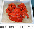 Japanese bright red hanasaki crab boiled, on ice 47144802