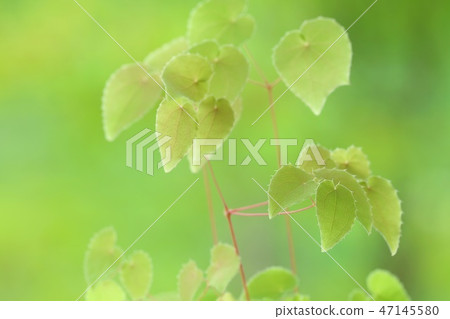 Epimedium leaf wild grass nature background Epimedium leaf wild grass nature background 47145580