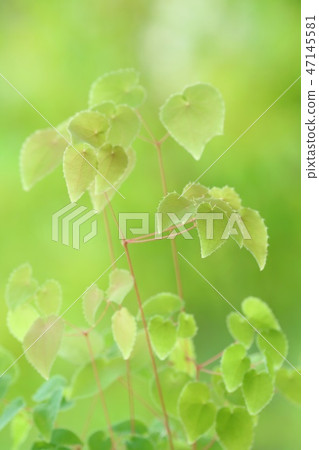 Epimedium leaf wild grass nature background 47145581