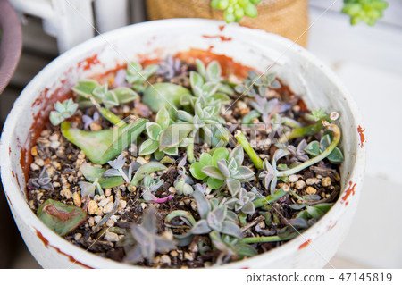 Leaf cutting succulent 47145819