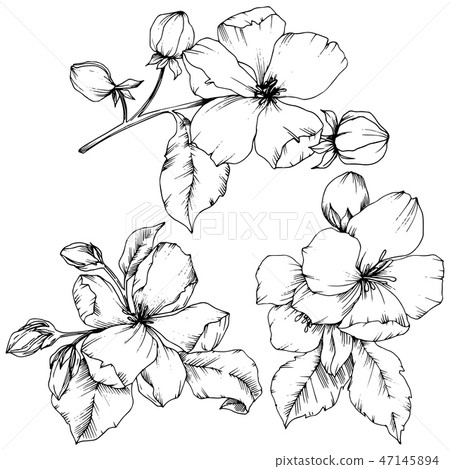 Vector Apple Blossom Floral Botanical Flower Stock Illustration