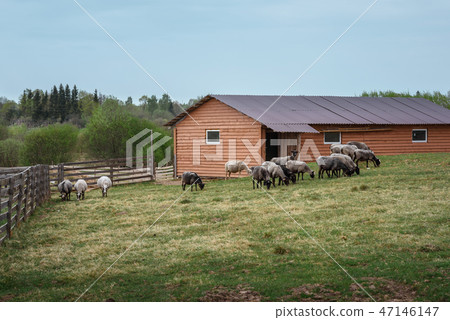 Sheep graze in a meadow near the barn. Farm animals. 47146147