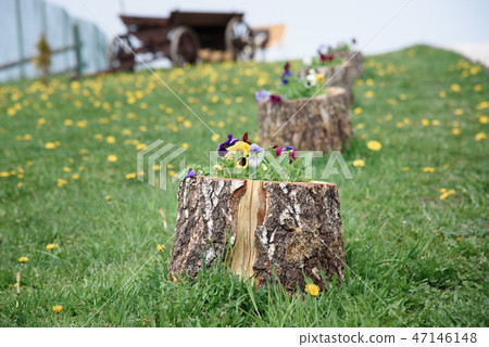 Flower flowerbed in the form of an old stump 47146148