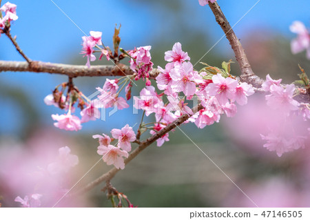 櫻花花愛十順十種開花的花園櫻花櫻花 47146505