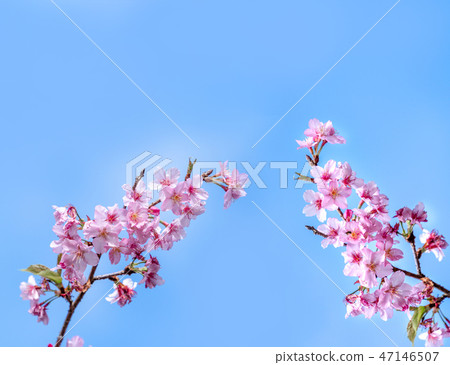 Sakura Flower Ai Ten Shun Ten Flowering Flower Garden Sakura Sakura 47146507