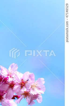 Sakura Flower Ai Ten Shun Ten Flowering Flower Garden Sakura Sakura 47146529