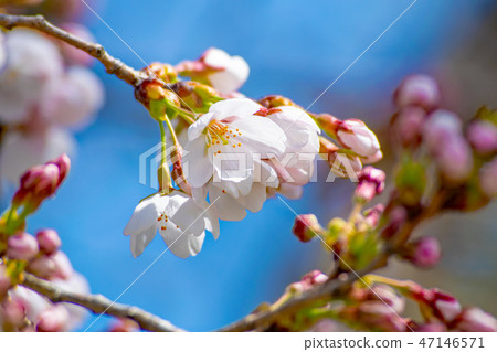 日本櫻花和芽的春天圖像 日本櫻花和芽的春天圖像 47146571