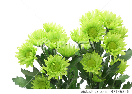 綠色噴霧媽媽 綠色噴霧媽媽 47146826