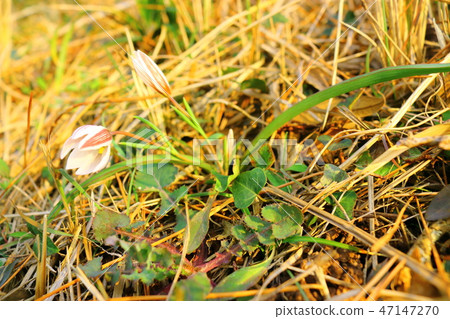 春天，花，doodong， 47147270