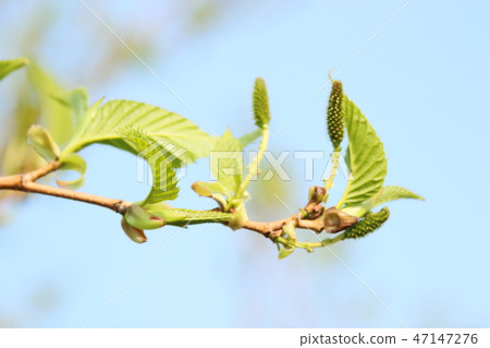 春天，花，doodong， 47147276