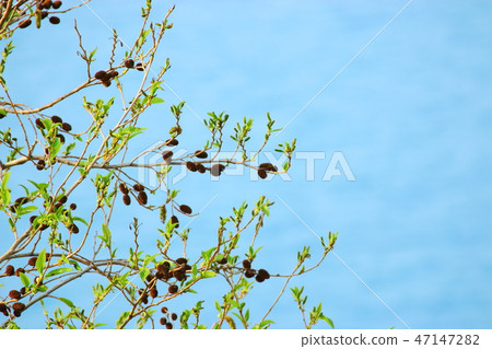 春天，花，doodong， 47147282