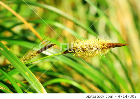 Spring, flower, doodong, 47147302