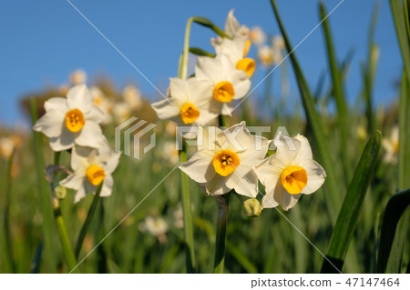 Echizen Narcissus Echizen Narcissus 47147464