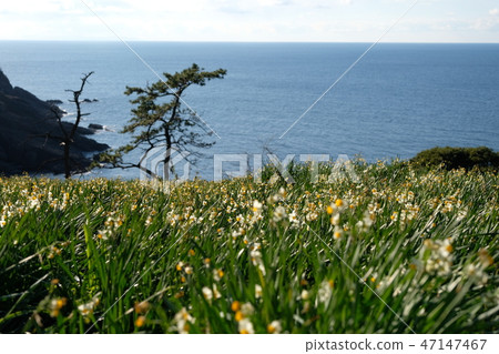 Echizen Narcissus 47147467