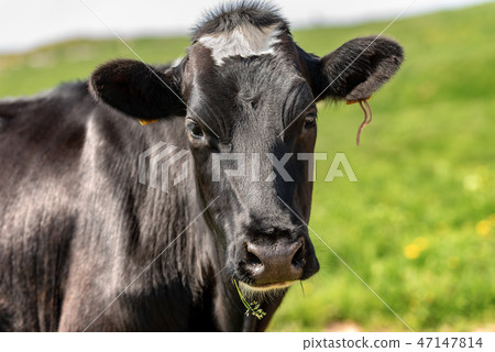 Curious black cow looking at camera 47147814