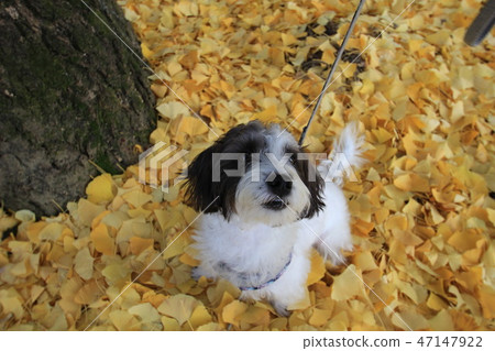 小狗和銀杏 47147922