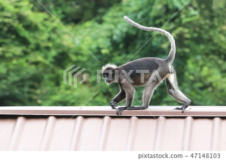 Dusky Langur species are jumping on the roof 47148103