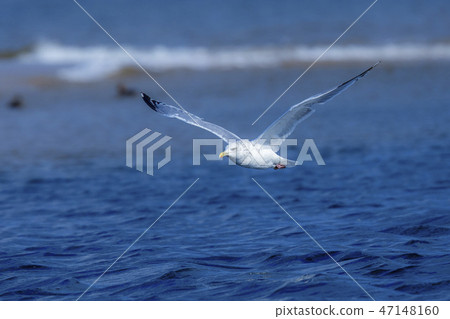 一隻海鷗的飛行 一隻海鷗的飛行 47148160