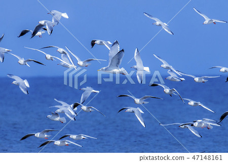 一隻海鷗的飛行 一隻海鷗的飛行 47148161