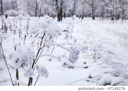 Beautiful forest after a snowfall. Beautiful forest after a snowfall. 47148279