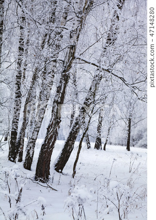 Beautiful birch forest after a snowfall. Beautiful birch forest after a snowfall. 47148280