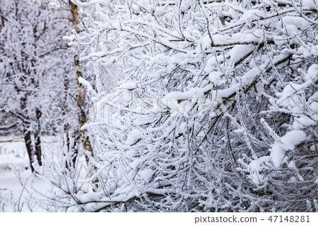 Beautiful  forest after a snowfall. 47148281