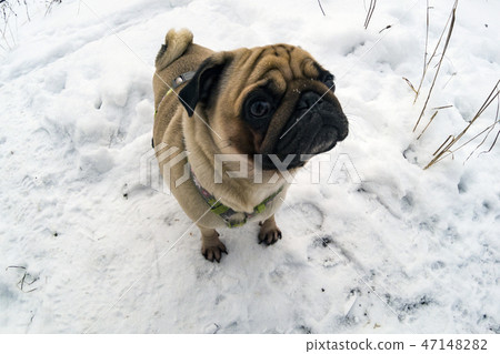 Dog walks in the winter. 47148282