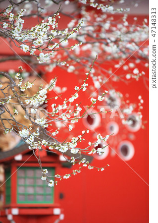 Plum Natural Landscape of New Year Plum Natural Landscape of New Year 47148313