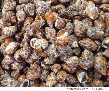 Spotted babylon or Babylonia areolata shellfish Spotted babylon or Babylonia areolata shellfish 47150600