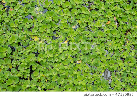 Water cabbage, water lettuce, Nile cabbage 47150985