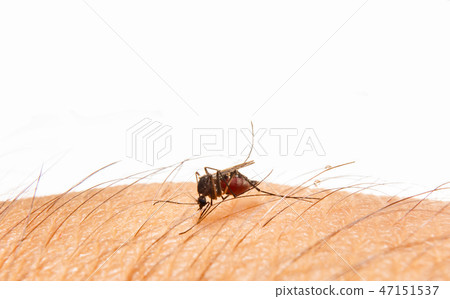 Close up a Mosquito sucking human blood. Close up a Mosquito sucking human blood. 47151537