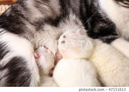 Newborn cute kitten sucks milk from mother Newborn cute kitten sucks milk from mother 47151613