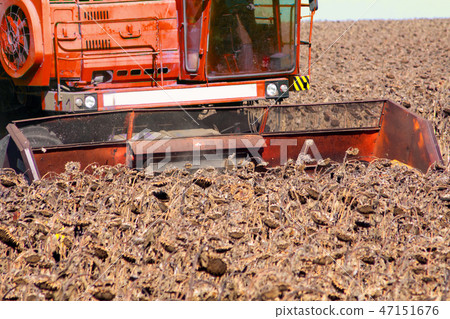 Combine in a field on a sunny day mowing ripe Combine in a field on a sunny day mowing ripe 47151676