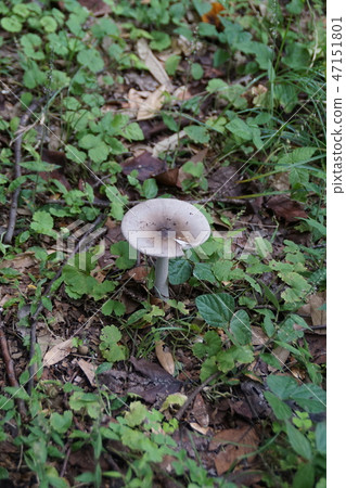 Concentric bowl 47151801