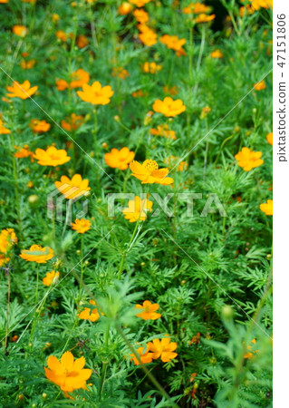 黃花秋天的櫻花是“小愛” 47151806