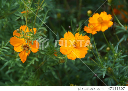 黃花秋天的櫻花是“小愛” 47151807