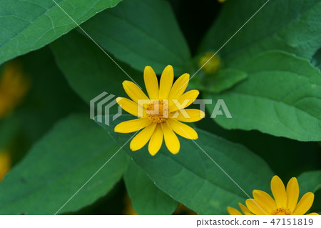 蛇眼chrysanthemum janomegiku花語言“總是令人愉快” 47151819
