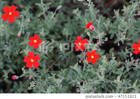 Samburitenia scarlet flower language is "pure love" 47151821