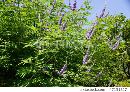 西洋參胡蘿蔔胡蘿蔔花語言是“人才” 47151827