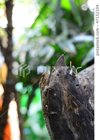 The Brown Chameleon resting on the wooden log 47152104