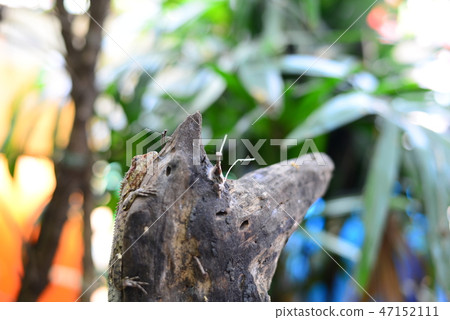 The Brown Chameleon resting on the wooden log The Brown Chameleon resting on the wooden log 47152111