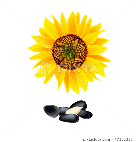 Flower of sunflower isolated on white background - Stock Illustration ...