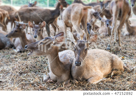 Rusa deer in agriculture livestock farm. Rusa deer in agriculture livestock farm. 47152892