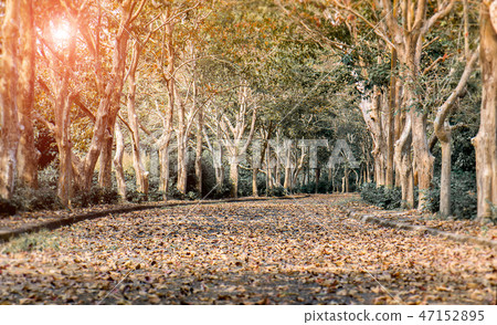 Dry leaves be flooded on the street. 47152895