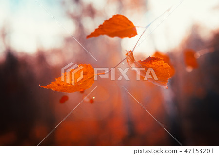 Autumn leaves close up on sun background 47153201