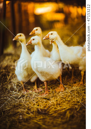 Five young goose together sit in the grass 47153212