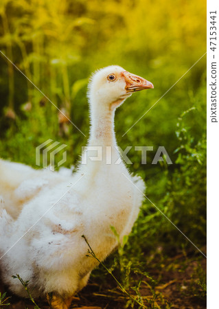 Five young goose together sit in the grass 47153441